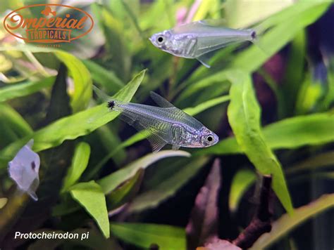 Sun haven crystal tetra. Things To Know About Sun haven crystal tetra. 
